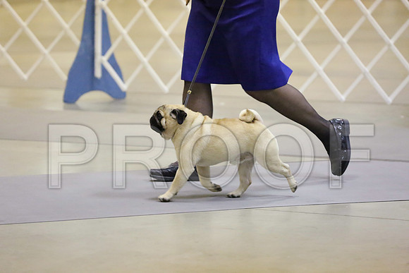 Pug-2382-Amrllo13-HR