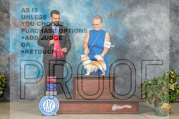 Chihuahua Long Coat #9 Fri G2 Judge Judge Joao MachadoMJP_8241_SA2023_HR3