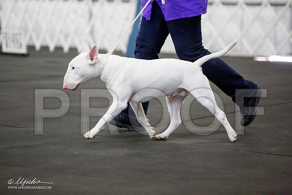 _JJ_3207-BullTerrierAzilApr2016-HR3