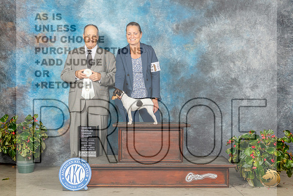 Toy Fox Terrier #6 Sun OHG4 Judge Jay RichardsonMJP_0282_SA2023_HR3