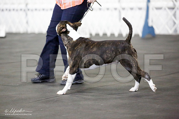 _JJ_3951-BullTerrierAzilApr2016-HR3