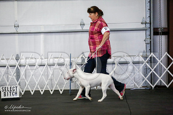 _JJ_1241-BullTerrierAzilApr2016-HR3