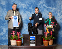 Affenpinscher #5 Sun G1 Girouard Doyle and Carol Agent Alfonso Escobedo Judge Bart Miller