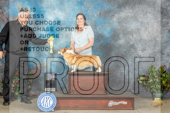 Pembroke Welsh Corgi Fri Gonzales LA Judge Lloyd GraserMJP_8926_SA2023_HR3
