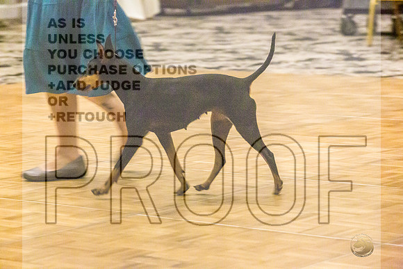 Manchester Terrier MTOY Candids-JJL_2136-Hstn2022_HR3