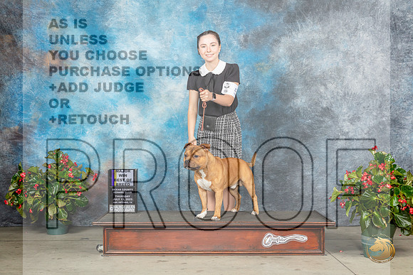 Staffordshire Bull Terrier #5 Thur BOBM Judge Nikki RiggsbeeMJP_6952_SA2023_HR3