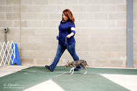 Italian Greyhound Sat S1 Ring