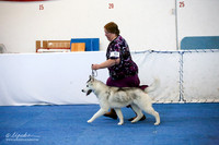 Puppy Sweeps 12-18 Dog Sat Ring