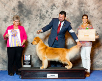 Golden Retriever #26 Wed BISS Andras Jim And Alisa and Mia Nieaman Judge Nancy Talbott