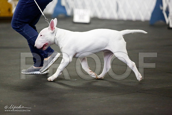 _JJ_3188-BullTerrierAzilApr2016-HR3