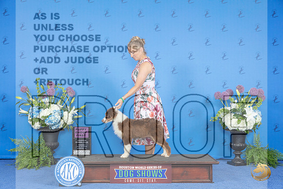 Australian Shepherd #12 THUR BOB G1 Judge Terri Burrows__JP_8256_Houston_2024_HR3