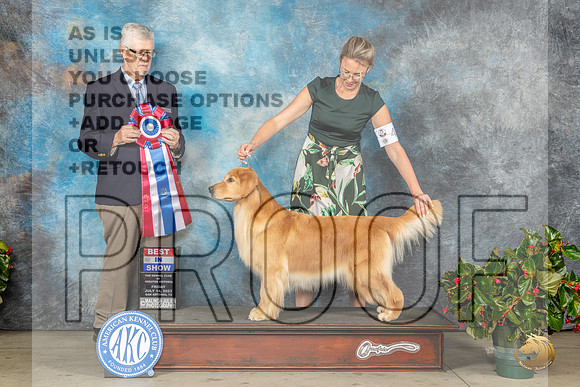 Golden Retriever #48 Fri BIS Judge Dr Michael J WoodsMJP_8496_SA2023_HR3