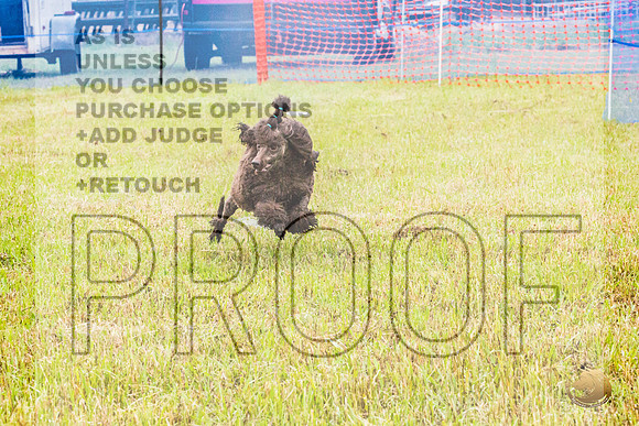 Poodle Std Misty Sat 3_JJL_1070_BatesvilleMS_2024_HR3