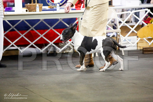 _JJ_2197-BullTerrierAzilApr2016-HR3