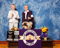 Pekingese #6 Sun SB Maj Skinner Colleen & Roma Skinner Judge Mrs Sharon Newcomb