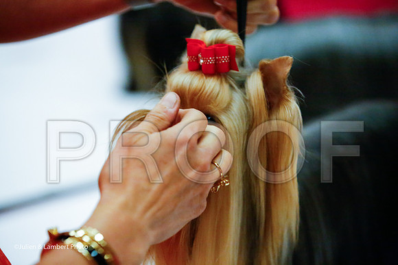 _JJ_8729-YorkieNatJul2016-HR