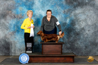 Dachshund Longhaired #12 Sun G4 Judge June Penta