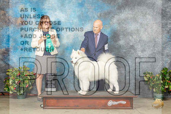 Samoyed #12 Sat OHG3 Judge Grace FritzMJP_9334_SA2023_HR3