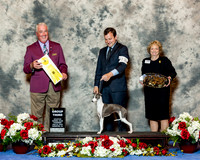 Italian Greyhound #12 Thurs G3 Harris Carol Judge Dr Steve Keating