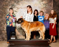 Leonberger #14 Sun NC Dnae Wilson D Judge Doris Cozart