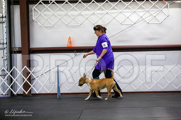 _JJ_2966-BullTerrierAzilApr2016-HR3