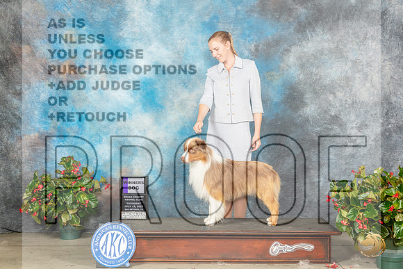 Miniature American Shepherd #9 Thur WD Judge Dr Michael WoodsMJP_7215_SA2023_HR3