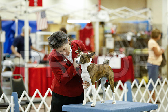 Basenji-2361-Amrllo13-HR