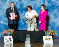 Standard Schnauzer #102 & #104 Sat Best Brace Dobbie Linda Judge Mr Dana P Cline