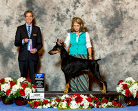 Doberman Pinscher #29 Sun WD BOW Marshall Tina & Luci Stubbs Larry Witt Judge Dr Carl L Pew