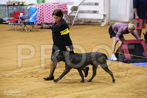 Cane-7798-IABCAFWSPT13-HR