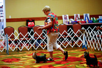 Best Junior Puppy Sweeps Thurs Ring