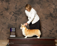 Pembroke Welsh Corgi #10 Sat WB Watson Kim and Dlynn Jones