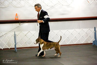 Best of Breed Fri Ring