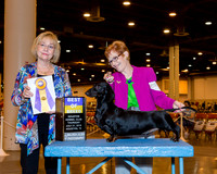 Dachshunds Smooth #5 Thrs BOB Warren Joyce F Judge Mrs Helen Winski Stein