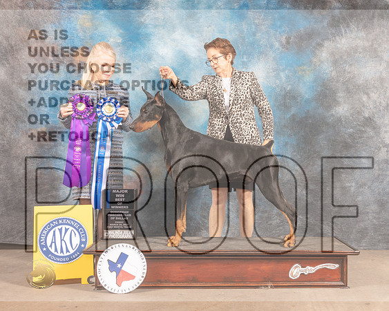 Doberman Pinscher #? Fri WD Judge Vicky Seller Cushman-MMJ_7965-FW2022-HR3