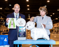 West Highland White Terrier #23 Fri BISweeps Cross Mary & Jim Cross & Diann Moses & Jaimi Glodek Judge Scott Sommer