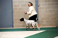 German Shorthair  Pointer Sat S2 Ring