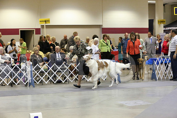 HoundGrp-3845-Amrllo13-HR