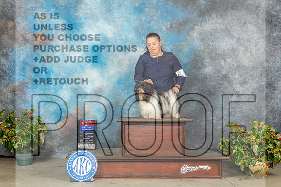 Havanese #11 Sun BOSBOW Judge Dr Antonio MolinaMJP_9757_SA2023_HR3