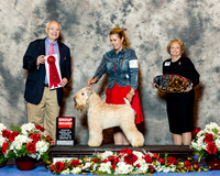 Soft Coated Wheaten Terrier #5 Thurs G2 Jacobs Marilyn E Koharik and J Koharik Agent Jorge Olivera Judge Ronald Menaker