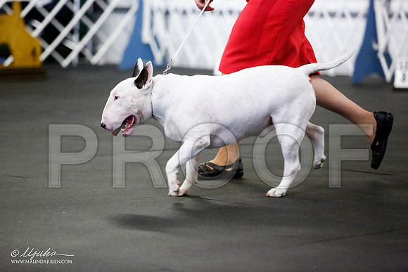 _JJ_1387-BullTerrierAzilApr2016-HR3