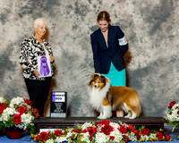 Shetland Sheepdog #9 Fri WD Hudson Sherry A Deeds & James & Deborah Luper Agent Jennifer Harper Judge Mrs Keke Kahn