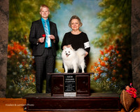American Eskimo #18 sun Schroeder Sherion and Jackie Blackburn Judge Troy Dargin