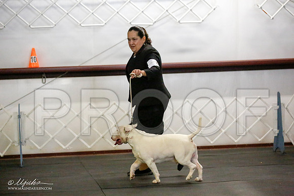 _JJ_4188-BullTerrierAzilApr2016-HR3