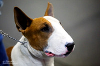 Colored Open Dog Sat Ring
