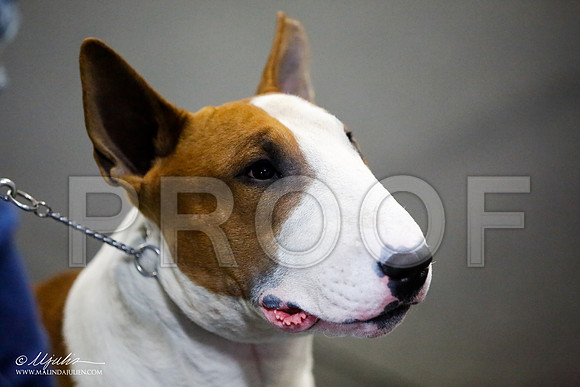 _JJ_2772-BullTerrierAzilApr2016-HR3