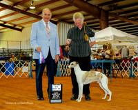Whippet #15 Sat BOW Davis R Jolene Judge Joe Walton