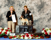 Pug #7 Sat G4 Veltman Elois and Virgina Cox Flatley Agent Jorge Olivera Judge helen Winski Stein