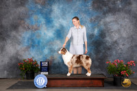 Australian Shepherd #20 Sat WBBOWM Judge Polly (Mrs Robert) D Smith