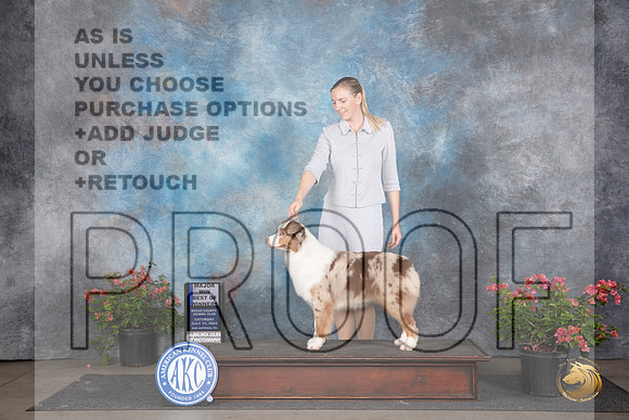Australian Shepherd #20 Sat WBBOWM Judge Polly (Mrs Robert) D Smith__JP_5228_San Antonio_2024_HR3